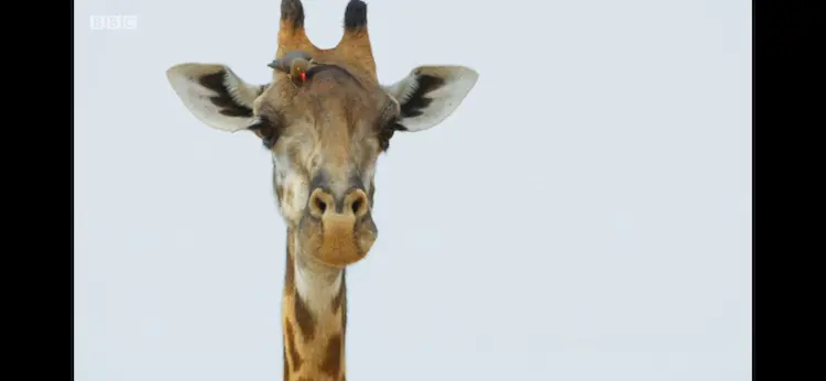 Thornicroft's giraffe (Giraffa tippelskirchi thornicrofti) as shown in Seven Worlds, One Planet - Africa